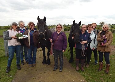 west midlands fell pony group equine acupuncture