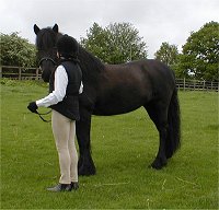 Midland West Fell Pony Area Support Group