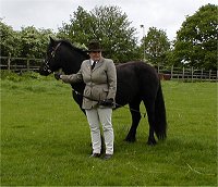 Midland West Fell Pony Area Support Group