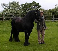 Midland West Fell Pony Area Support Group