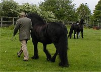 Midland West Fell Pony Area Support Group