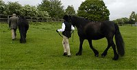 Midland West Fell Pony Area Support Group