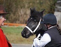 Midland West Fell Pony Support Group Showing clinic 2010