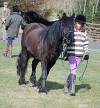 Midland West Fell Pony Support Group Showing clinic 2010