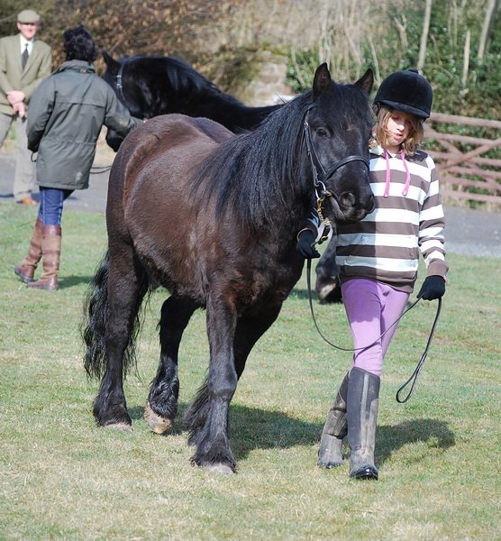 Midland West Fell Pony Support Group Showing clinic 2010
