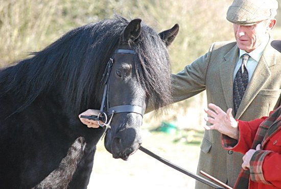 Midland West Fell Pony Support Group Showing clinic 2010