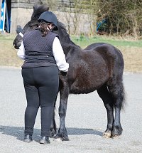 Midland West Fell Pony Support Group Showing clinic 2010