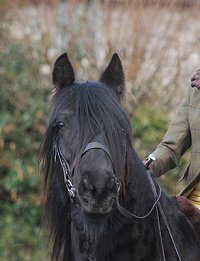 Midland West Fell Pony Support Group Showing clinic 2010