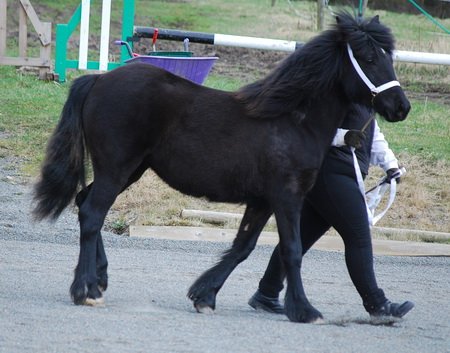 Midland West Fell Pony Support Group Showing clinic 2010
