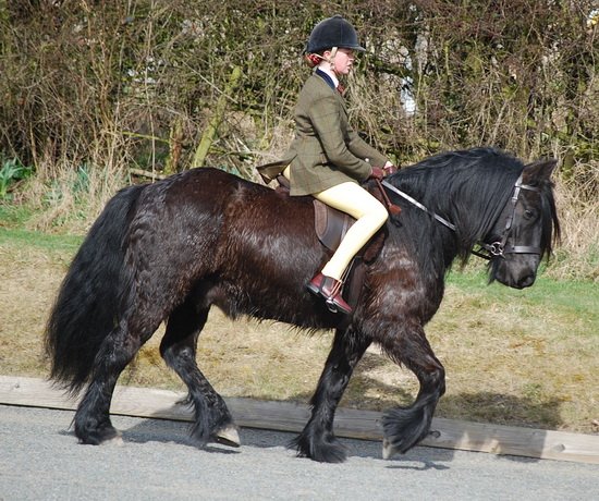 Midland West Fell Pony Support Group Showing clinic 2010