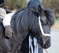 Midland West Fell Pony Support Group Showing clinic 2010