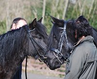 Midland West Fell Pony Support Group Showing clinic 2010