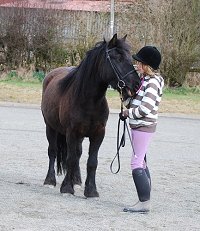 Midland West Fell Pony Support Group Showing clinic 2010
