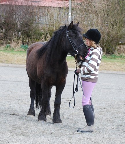 Midland West Fell Pony Support Group Showing clinic 2010