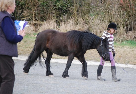 Midland West Fell Pony Support Group Showing clinic 2010