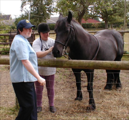 Midland West Fell Pony Area Support Group - Fell Pony Trotting