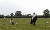 Midland West Fell Pony Area Support Group - Fell Pony Trotting