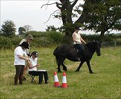 Midland West Fell Pony Area Support Group - Fell Pony Trotting