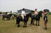 Midland West Fell Pony Area Support Group - Fell Pony Trotting