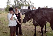 Midland West Fell Pony Area Support Group - Fell Pony Trotting