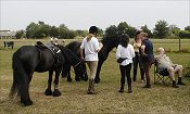 Midland West Fell Pony Area Support Group - Fell Pony Trotting