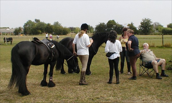 Midland West Fell Pony Area Support Group - Fell Pony Trotting