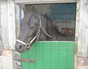 Midland West Fell Pony Area Support Group - Fell Pony Trotting