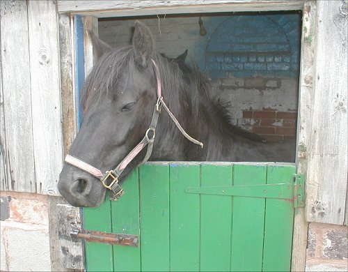 Midland West Fell Pony Area Support Group - Fell Pony Trotting