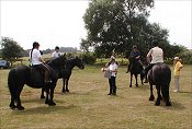 Midland West Fell Pony Area Support Group - Fell Pony Trotting