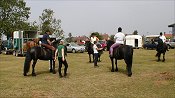 Midland West Fell Pony Area Support Group - Fell Pony Trotting