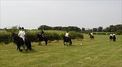 Midland West Fell Pony Area Support Group - Fell Pony Trotting
