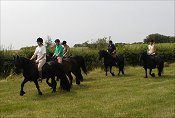Midland West Fell Pony Area Support Group - Fell Pony Trotting