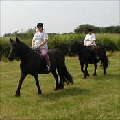 Midland West Fell Pony Area Support Group - Fell Pony Trotting