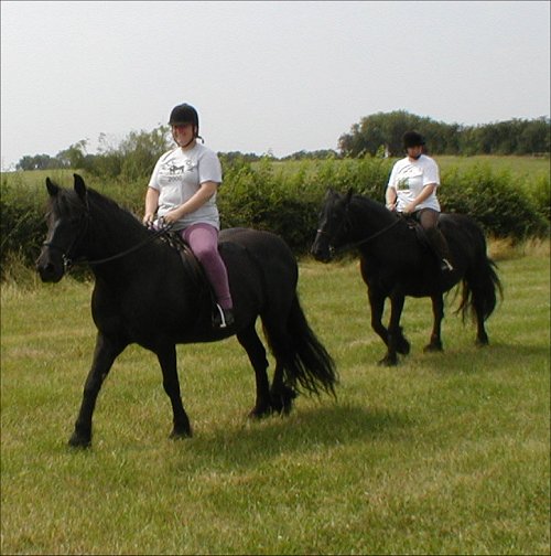 Midland West Fell Pony Area Support Group - Fell Pony Trotting