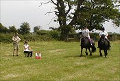 Midland West Fell Pony Area Support Group - Fell Pony Trotting