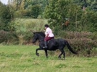 fell pony trotting race