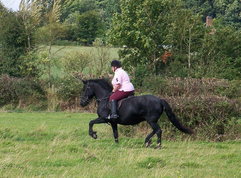 fell pony trotting race