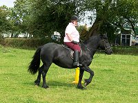 fell pony trotting race
