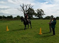 fell pony trotting race