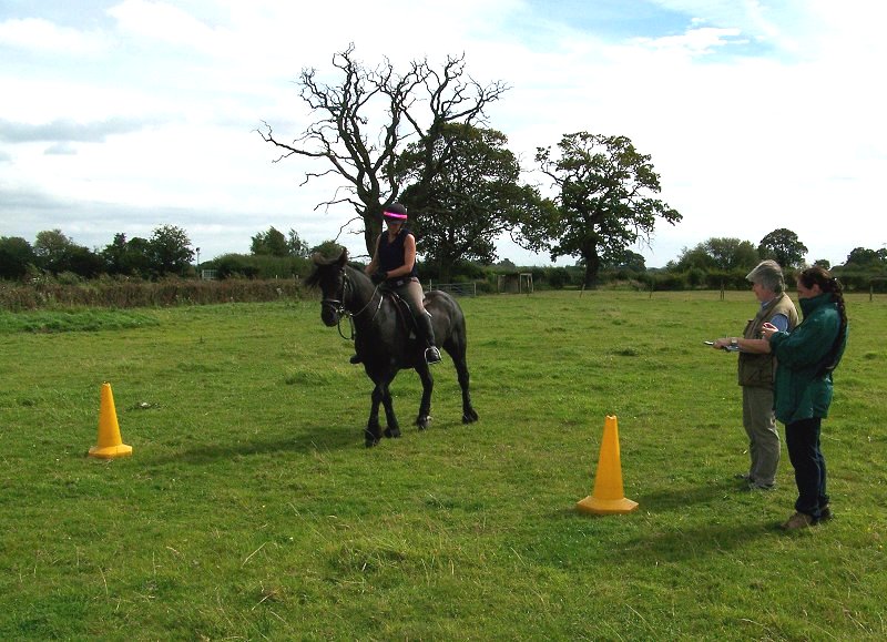 fell pony trotting race
