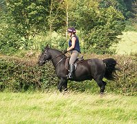 fell pony trotting race
