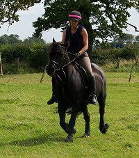 fell pony trotting race