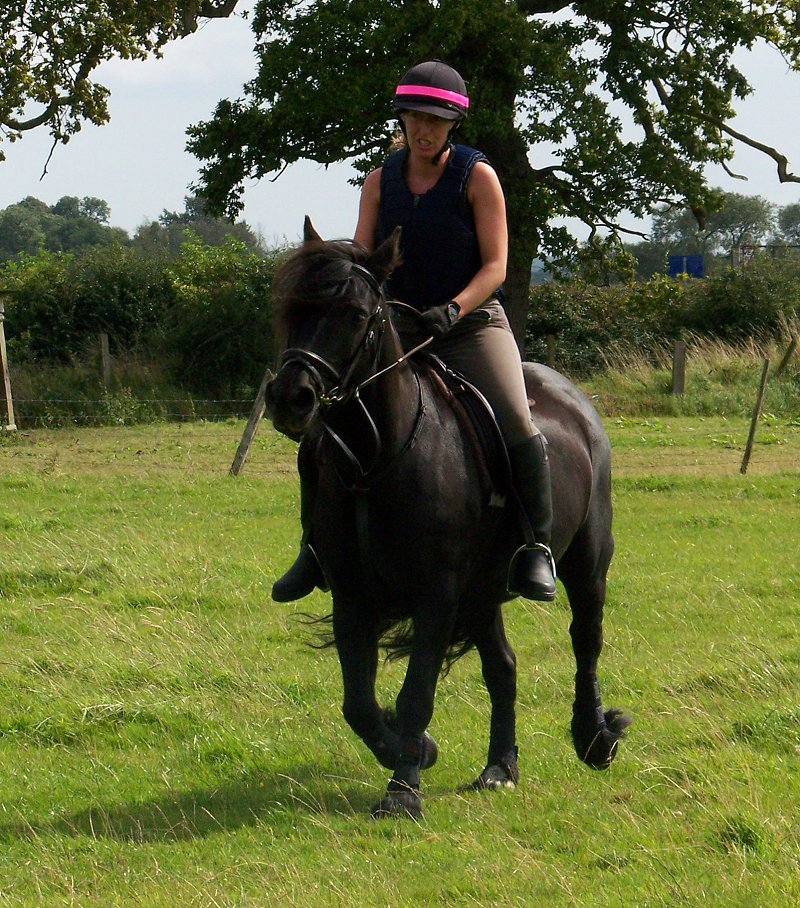 fell pony trotting race