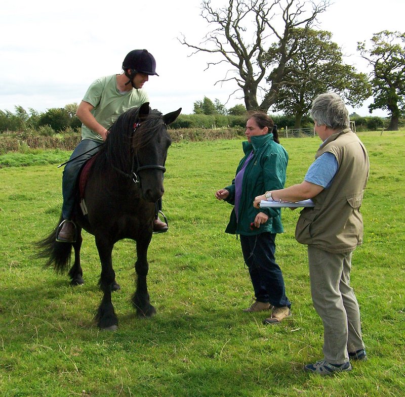 fell pony trotting race