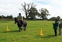 fell pony trotting race
