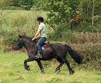 fell pony trotting race