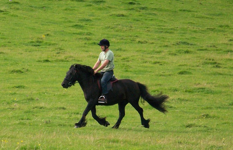 fell pony trotting race