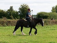 fell pony trotting