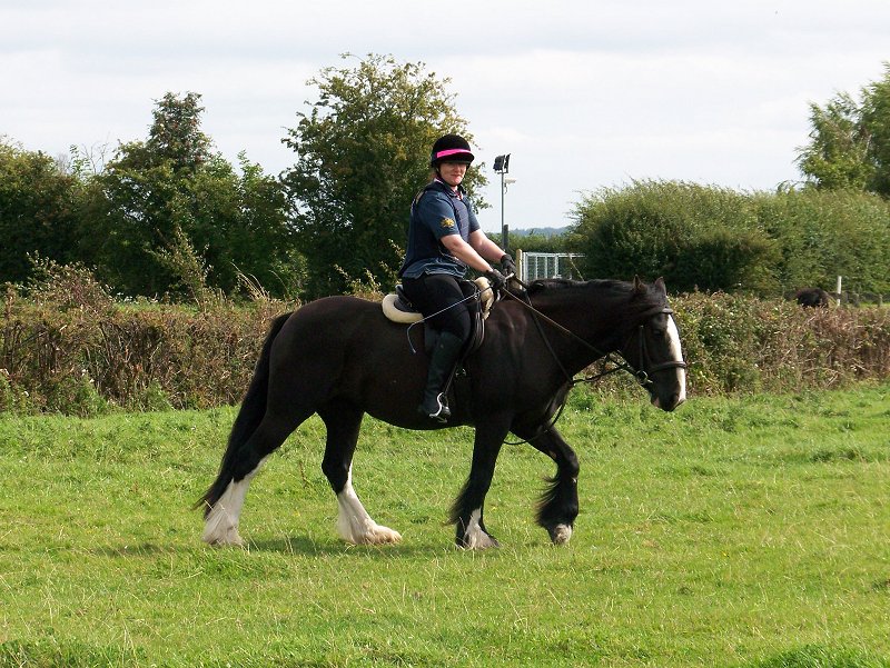 fell pony trotting