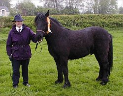 Midlands West Fell Pony Area Support Group
